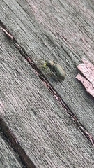 Heliophanus camtschadalicus