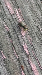 Heliophanus camtschadalicus