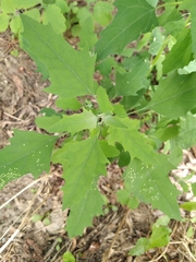 Chenopodium suecicum