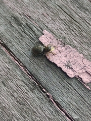 Heliophanus camtschadalicus