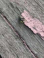 Heliophanus camtschadalicus