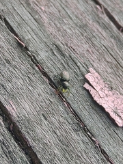 Heliophanus camtschadalicus