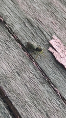 Heliophanus camtschadalicus