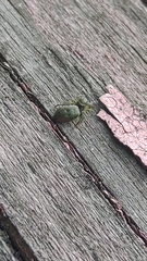 Heliophanus camtschadalicus