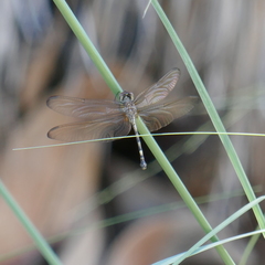 Dythemis nigrescens