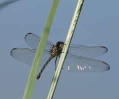 Dythemis nigrescens