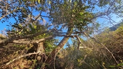 Encephalartos altensteinii