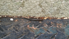 Ateuchosaurus chinensis