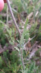 Cirsium filipendulum
