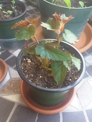 Begonia boliviensis