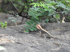 Psammophilus dorsalis