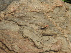 Psammophilus dorsalis