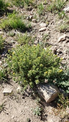 Ericameria suffruticosa