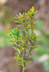Pimelea buxifolia