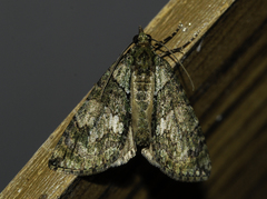 Hydriomena pluviata