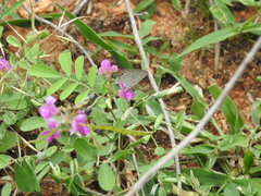 Euchrysops