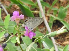 Euchrysops