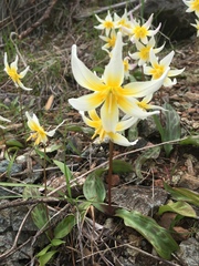 Erythronium helenae