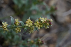 Galium serpenticum scotticum