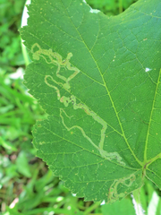 Phytomyza spondylii group