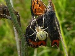 Enoplognatha ovata