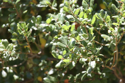 photo of California Scrub Oak (Quercus berberidifolia)
