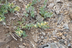 Galium serpenticum scotticum