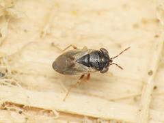 Geocoris megacephalus