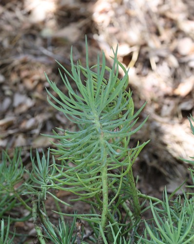 photo of Cypress Spurge (Euphorbia cyparissias)