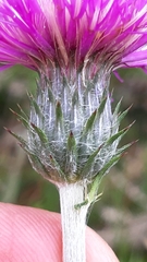 Cirsium filipendulum