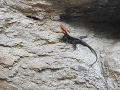 Psammophilus dorsalis