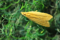 Helcystogramma rufescens