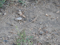 Sitana ponticeriana