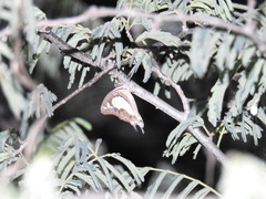 Polyura agraria