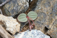 Claytonia obovata