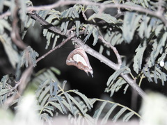 Polyura agraria
