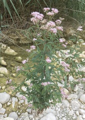 Eupatorium cannabinum cannabinum