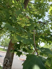 Acer platanoides