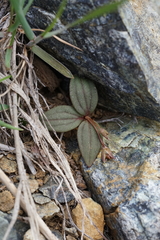 Claytonia obovata