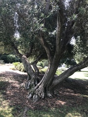 Olea