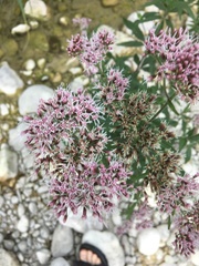 Eupatorium cannabinum cannabinum