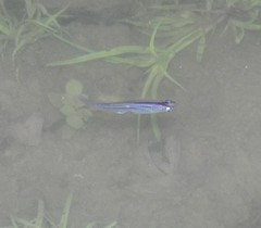 Oryzias dancena