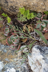Lomatium engelmannii