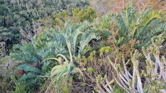 Encephalartos trispinosus