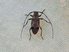 Hyperplatys maculatus