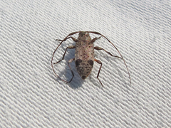 Hyperplatys maculatus