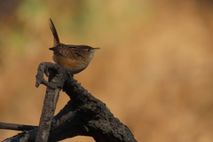 Cistothorus palustris