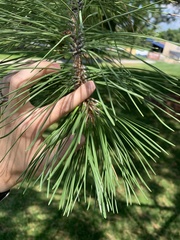 Pinus