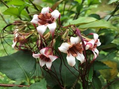 Strophanthus preussii