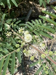 Acaciella